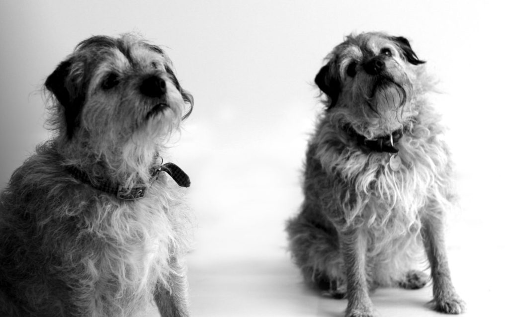 Le chiens Dubie et David